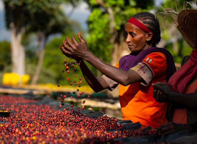 9 Days Journey to the Birthplace of Coffee