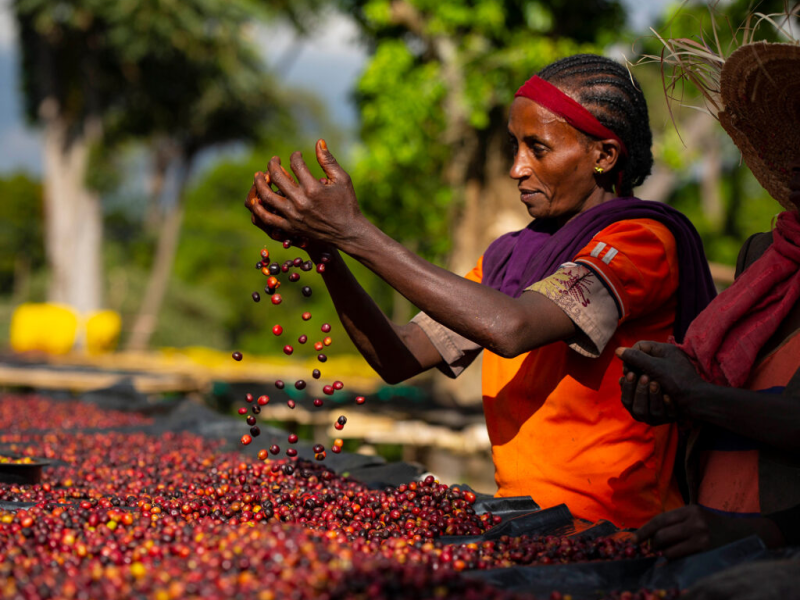 9 Days Journey to the Birthplace of Coffee