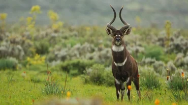 Experience Wildlife Firsthand: Ethiopia Safari Tours 2025
