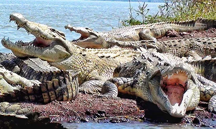 Day 7 - Drive to Awassa, a oat trip on lake Chamo