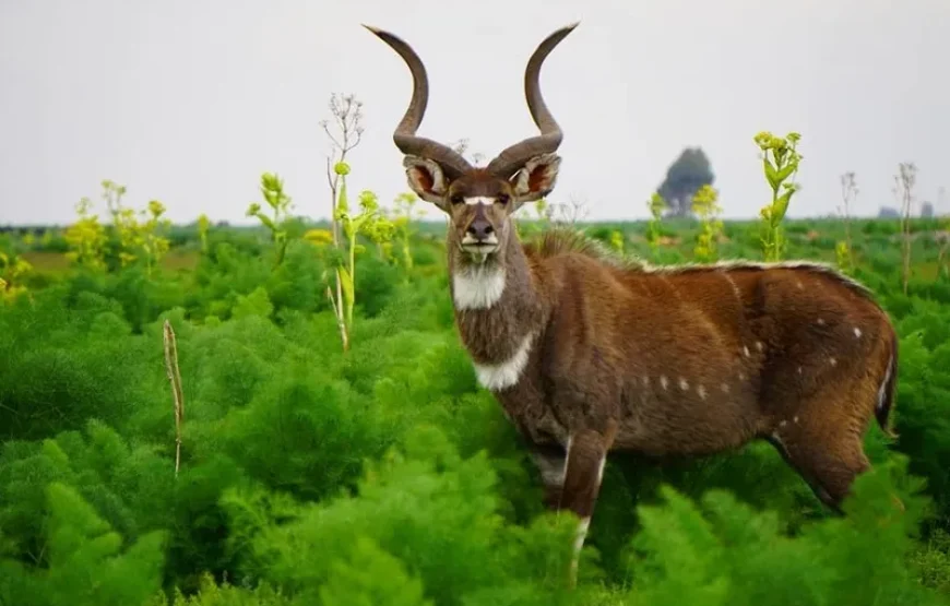 Ethiopia Wildlife & Safari Explorer – 10-Day Special