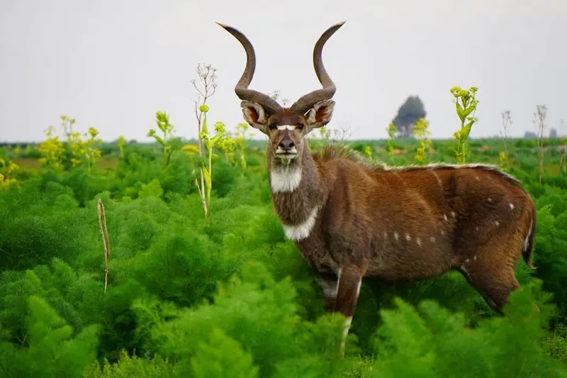 Day 3 -Full day in the park for wild animals and hotspring