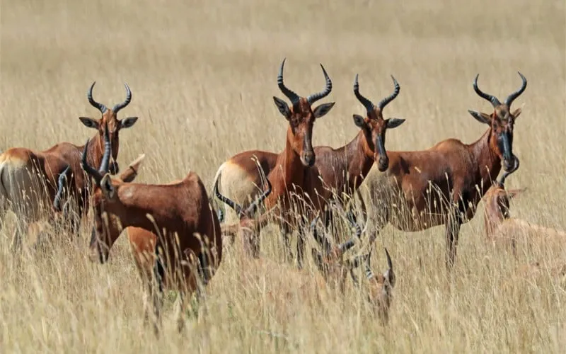 Day 5 - Drive to Maze National Park for Swayne’s hartebeest