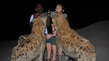Feeding Hyenas in Harar: Ritual & Visitor Guide