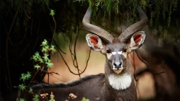 Unique Wildlife Wonders: Ethiopia