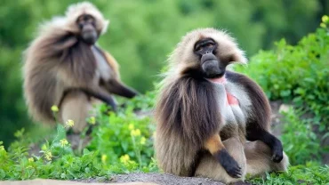 Gelada baboons grazing in Simien Mountains National Park