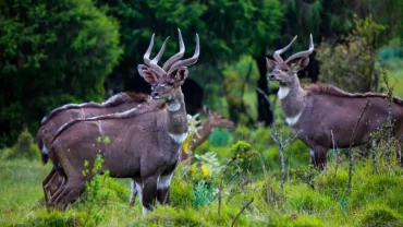 Ethiopian Wildlife Tours. Tour hub ethiopia