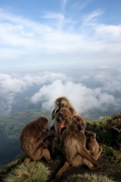 Day 6: Full Trekking Day in Simien Mountains
