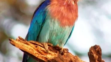 Awash National Park Safari Bird Watching Adventure