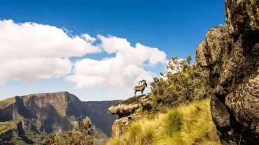 Wildlife in the Simien Mountains: Top Species & Tours