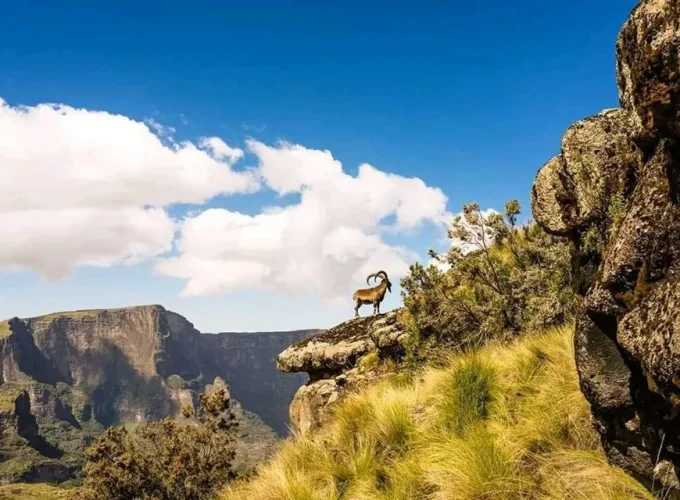 Wildlife in the Simien Mountains: Top Species & Tours
