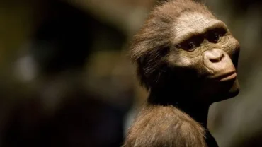 lucy-fossil-discovery-in-ethiopia