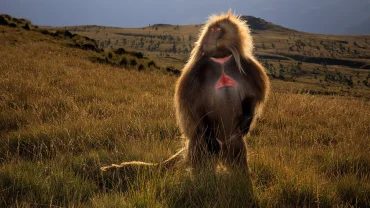 The Best Adventure Tours in Ethiopia for Thrill Seekers