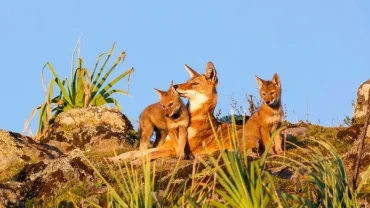 Spot the Big Five: Ethiopia Wildlife Safari Tours